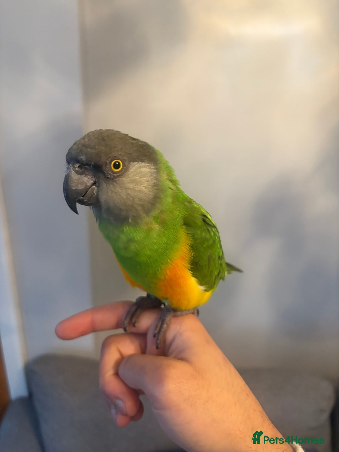 Budgerigars birds for sale: Baby Senegal for sale tame - Image 7