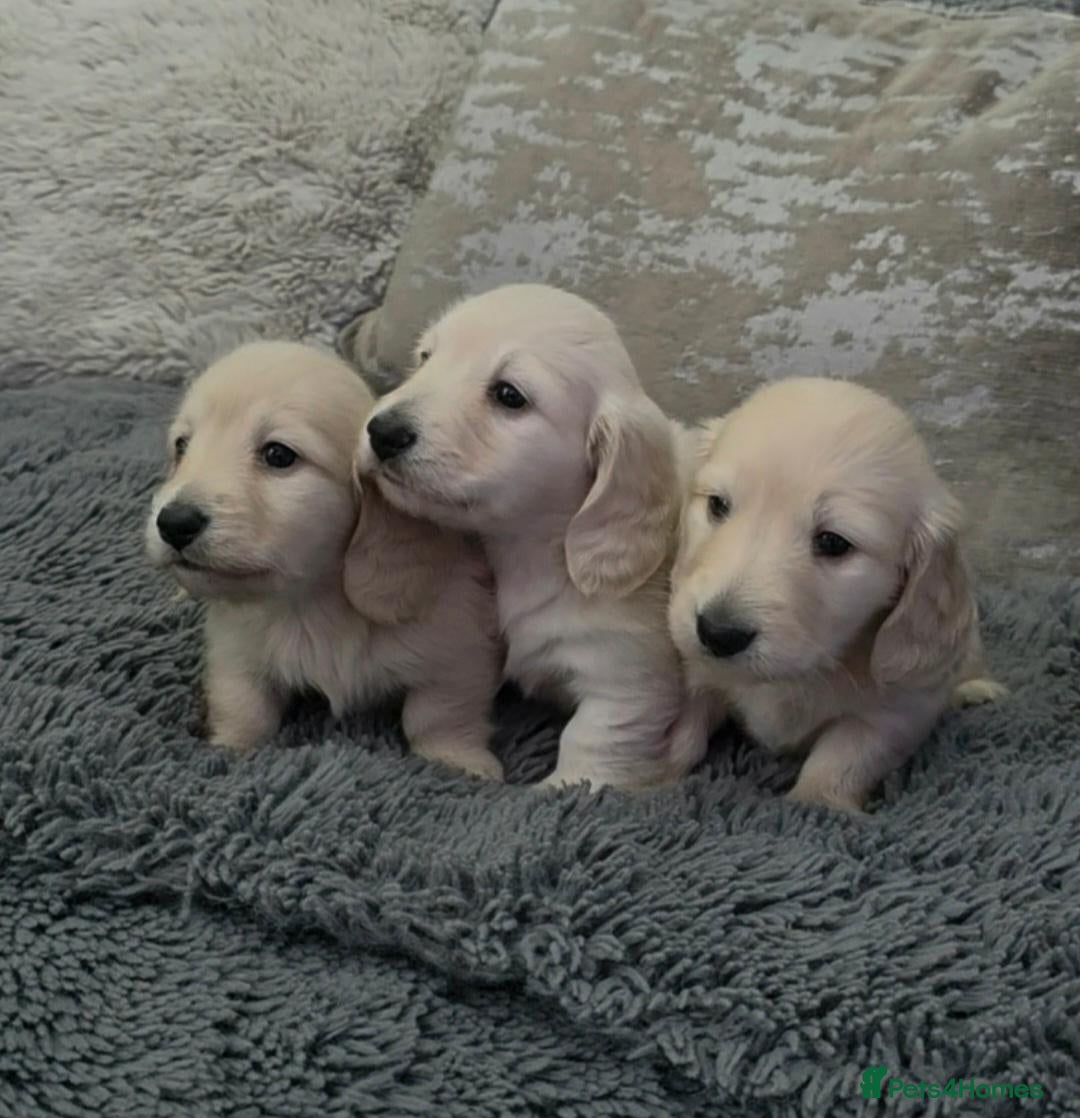 Miniature Dachshund dogs Clear cream miniature long-haired Dachshunds - Advert 2