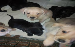 Goldador dogs for sale: GOLDADOR PUPPIES - Image 1