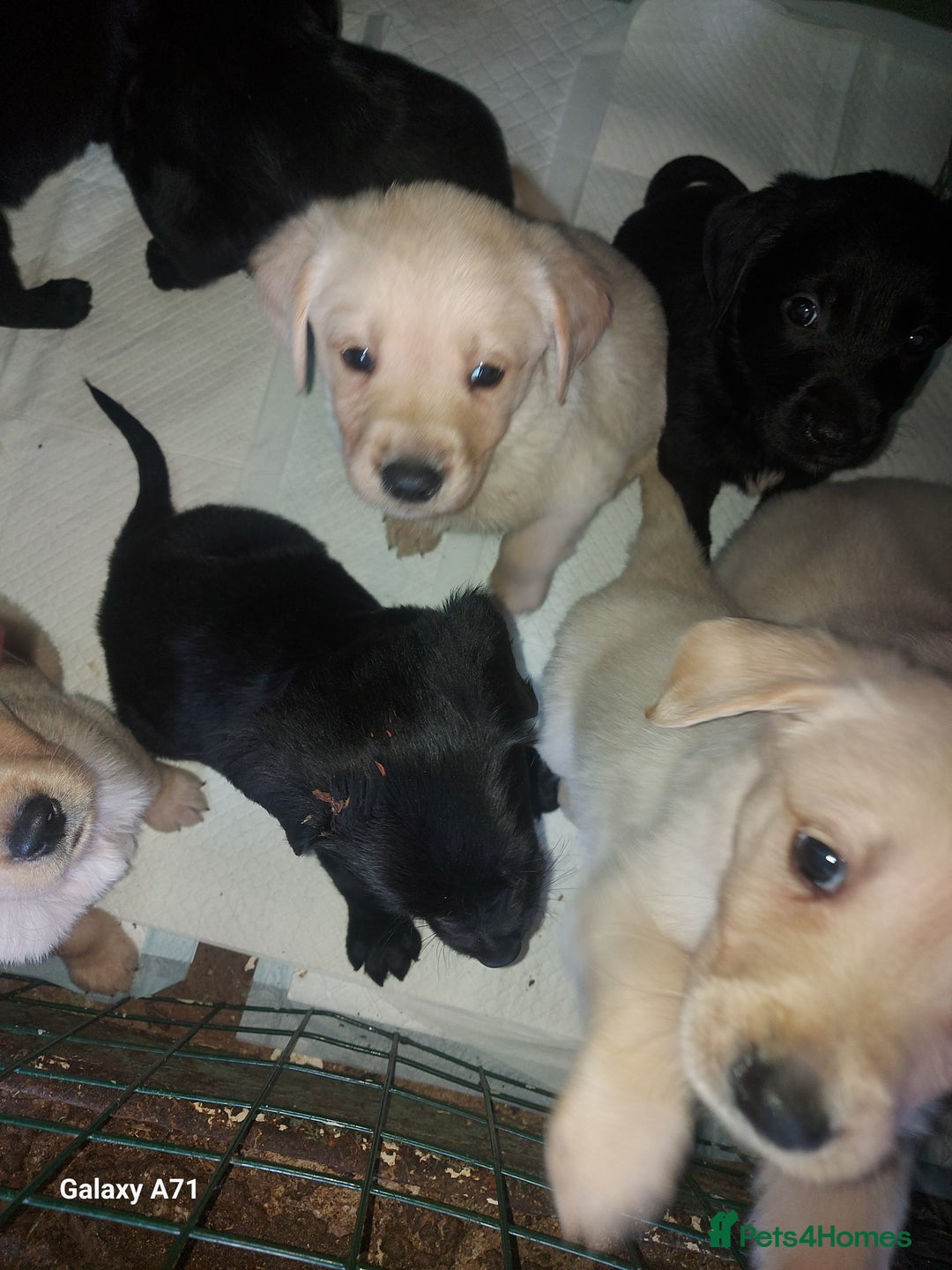 Goldador dogs for sale: GOLDADOR PUPPIES - Image 1
