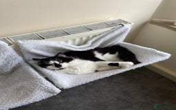 Domestic Shorthair cats for sale: Jesse - male 7 years old - Advert 10