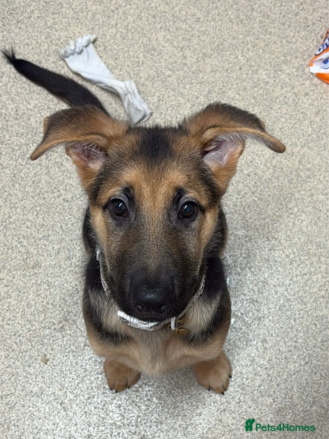 German Shepherd dogs for sale: German Shepherd Puppy “Goose”  - Advert 2