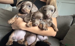 Miniature Dachshund dogs for sale: Isabella tan✨READY TO LEAVE - Image 7