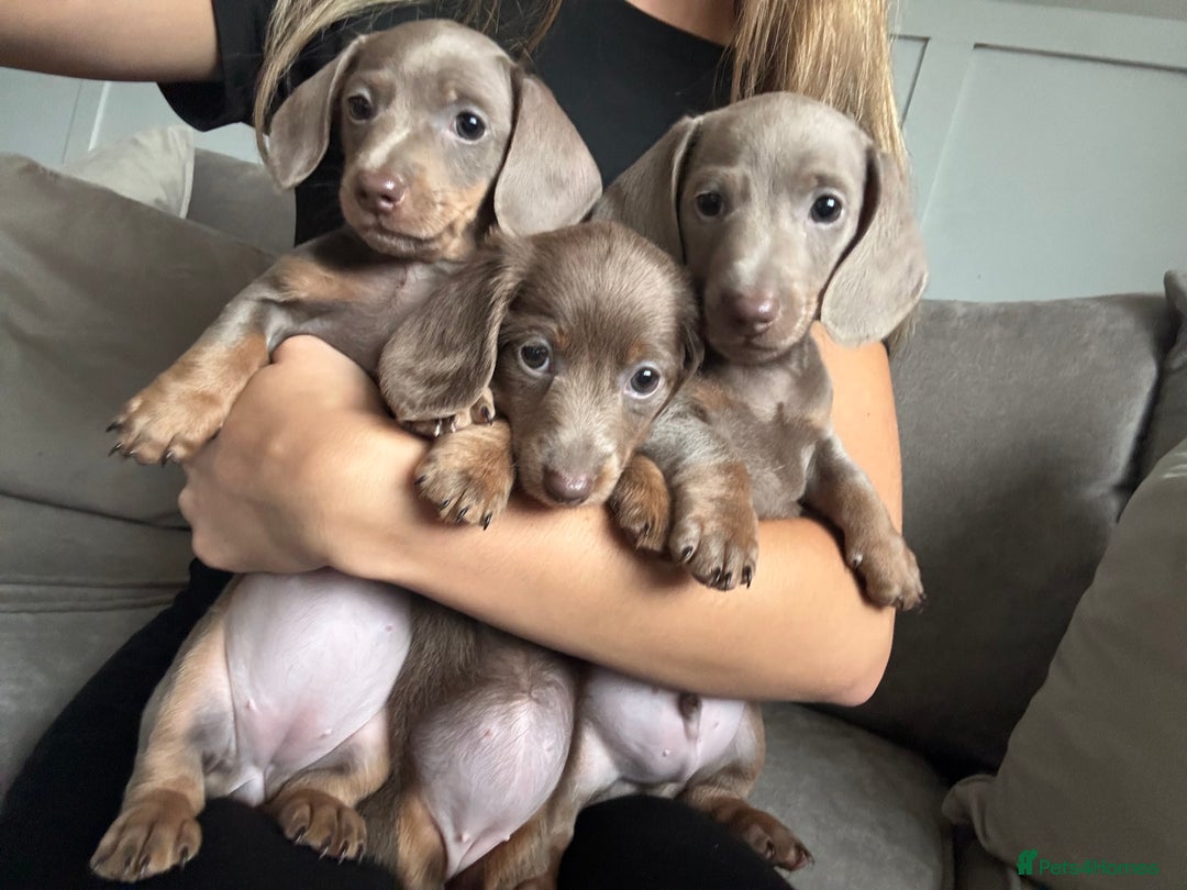Miniature Dachshund dogs for sale: Isabella tan✨READY TO LEAVE - Image 7