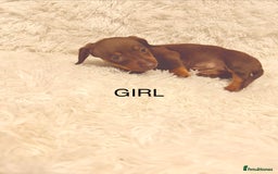 Miniature Dachshund dogs for sale: Miniature Dachshund Puppies  - Advert 10