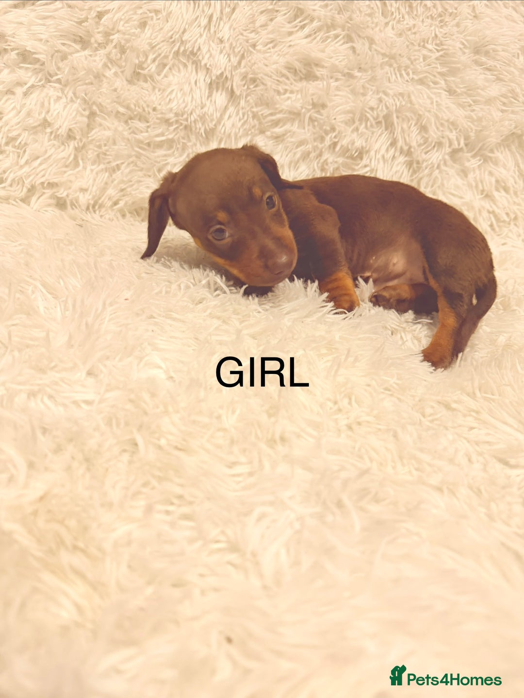 Miniature Dachshund dogs for sale: Miniature Dachshund Puppies  - Advert 10