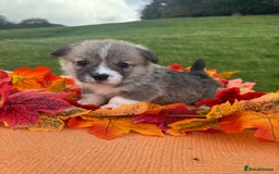 Welsh Corgi Pembroke dogs for sale: Champion Show quality stunning Corgi Puppies - Image 3