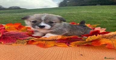 Welsh Corgi Pembroke dogs - Advert 2