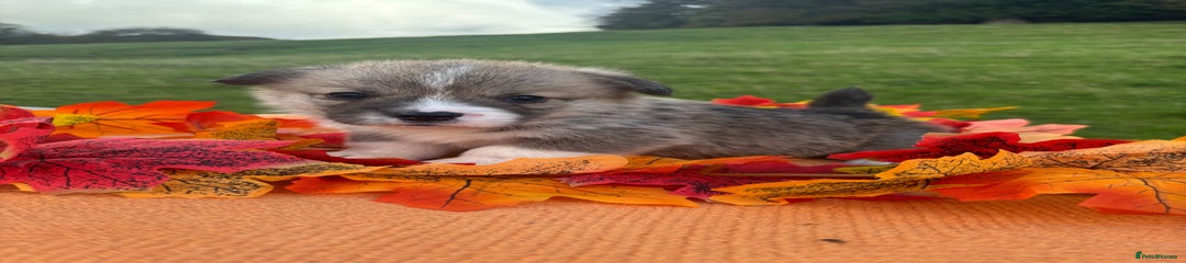 Welsh Corgi Pembroke Puppy 1 red and white boy