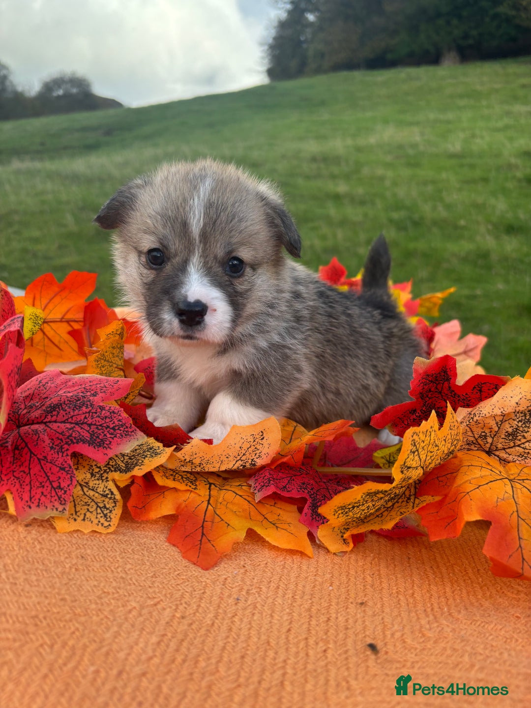 Welsh Corgi Pembroke dogs for sale: Champion Show quality stunning Corgi Puppies - Image 3