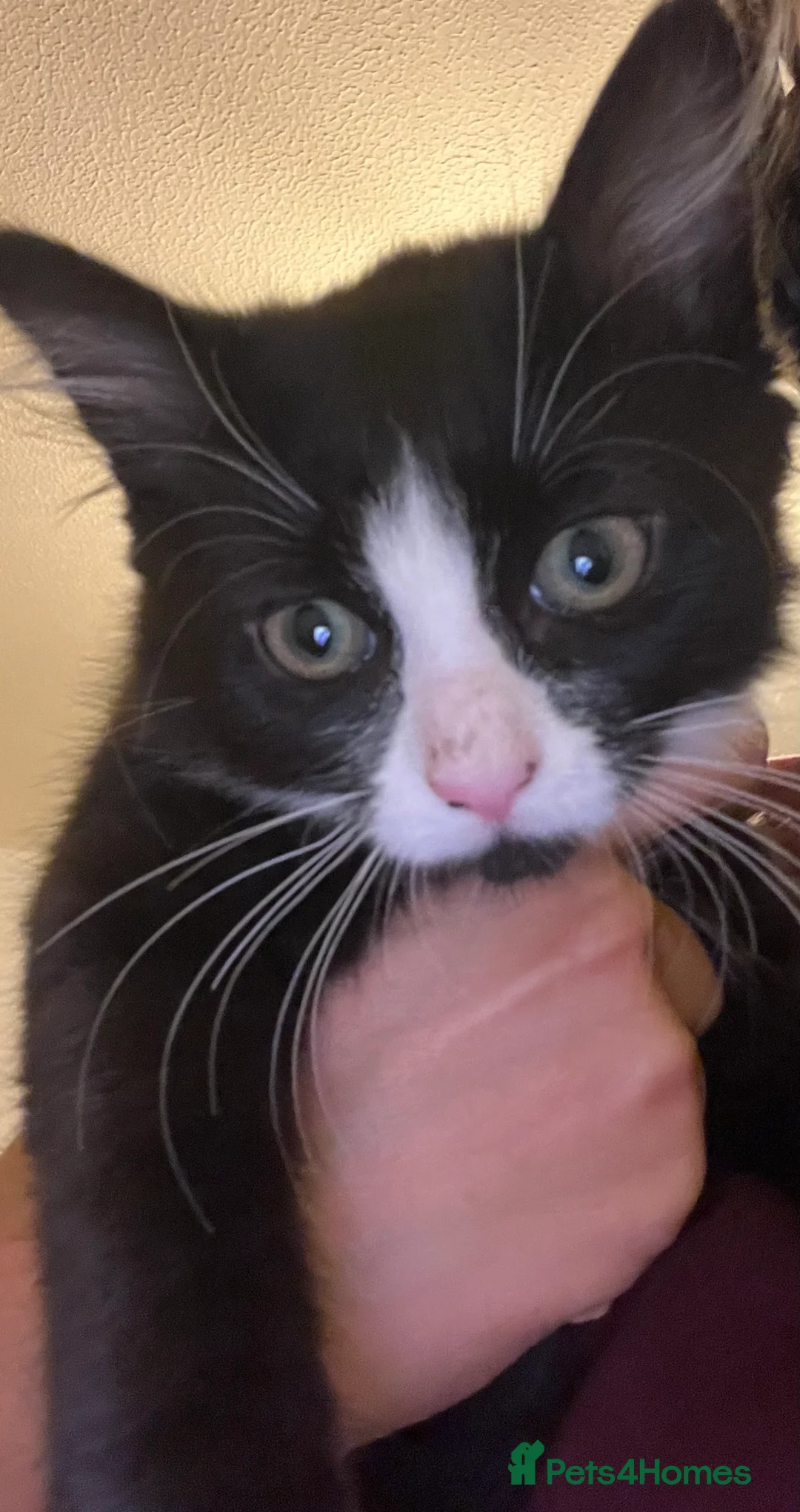 Mixed Breed cats for sale: Two female Tuxedo kittens for sale - Advert 2
