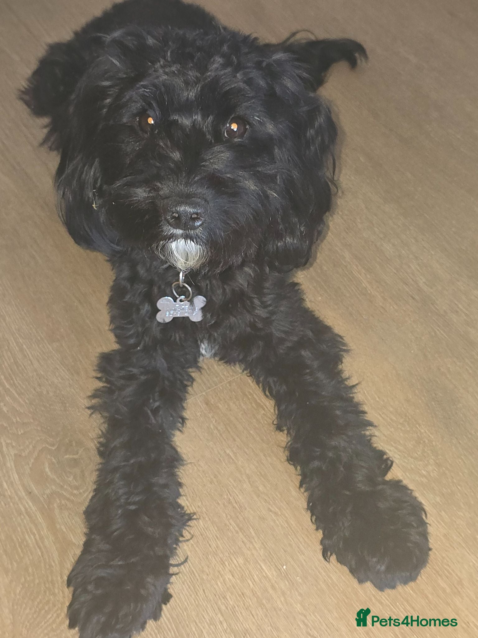 Cockapoo dogs Cockapoo Puppies – 1 Boy & 1 Girl Available - Advert 1