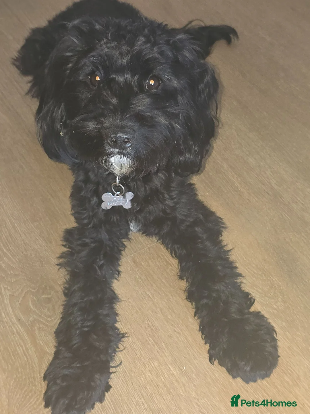 Cockapoo dogs for sale: Assistance Dog F2 Cockapoo Puppies. 1 x M, 1 x F - Advert 2