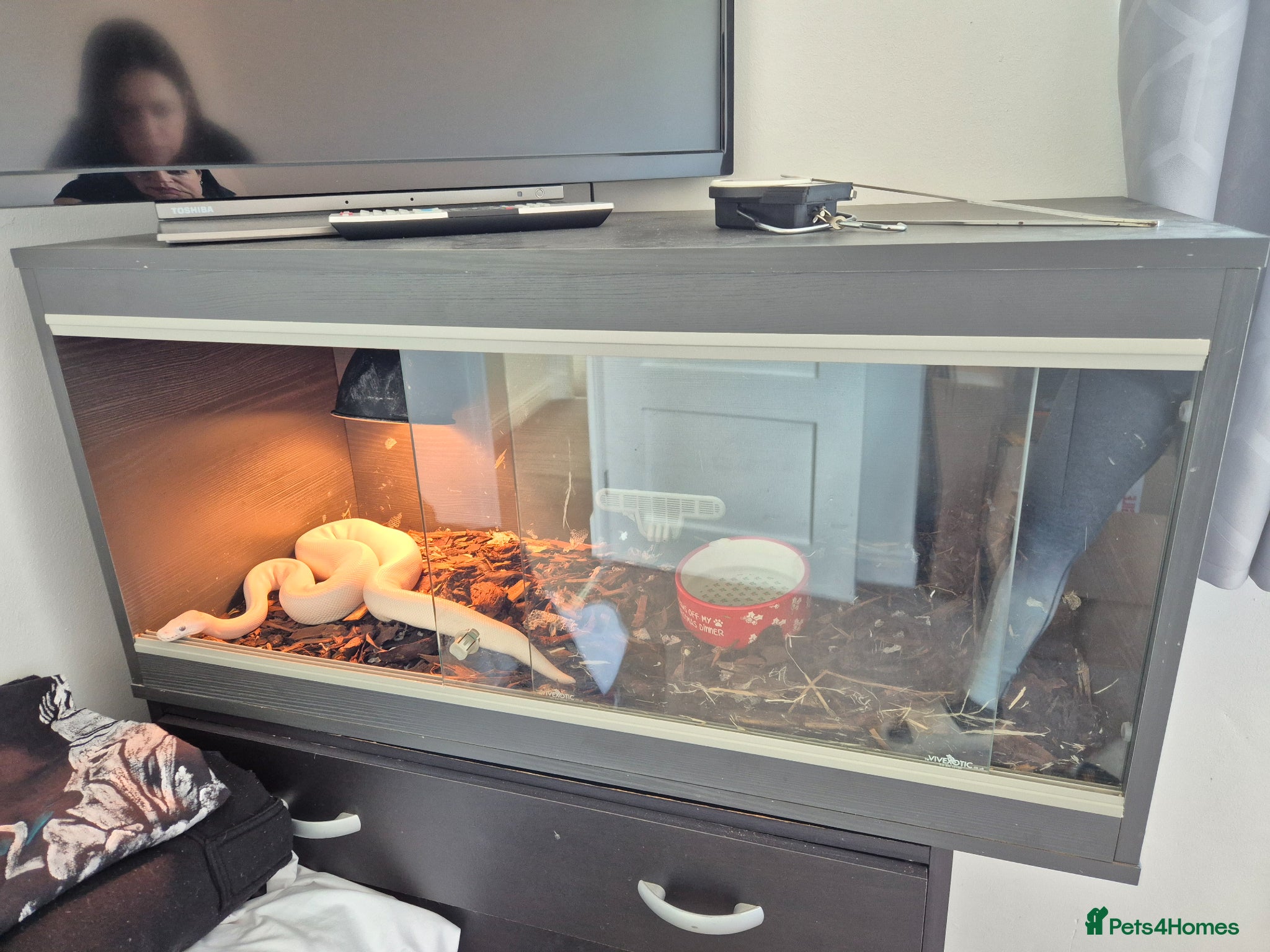 Python Snake reptiles Blue Eyed Leucistic (BEL) Python Ball - Advert 18