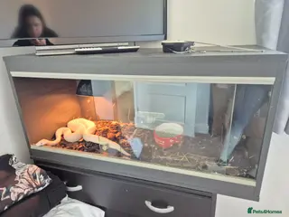 Python Snake reptiles Blue Eyed Leucistic (BEL) Python Ball - Advert 18