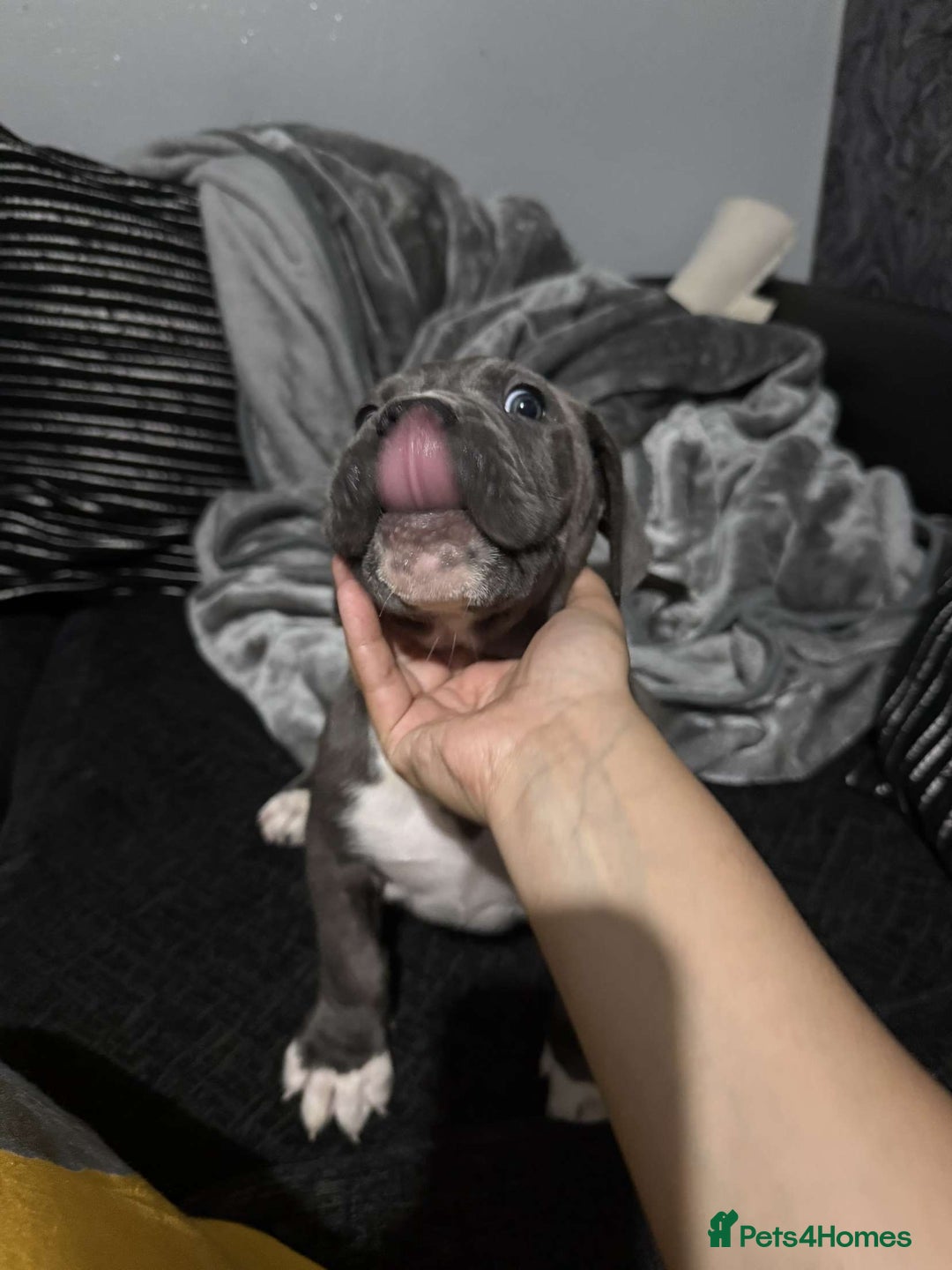 Mixed Breed dogs for sale: Male puppy  - Image 8