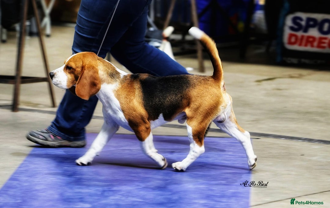 Beagle dogs for stud: Winner at Crufts 2025! in Tonbridge - Image 10