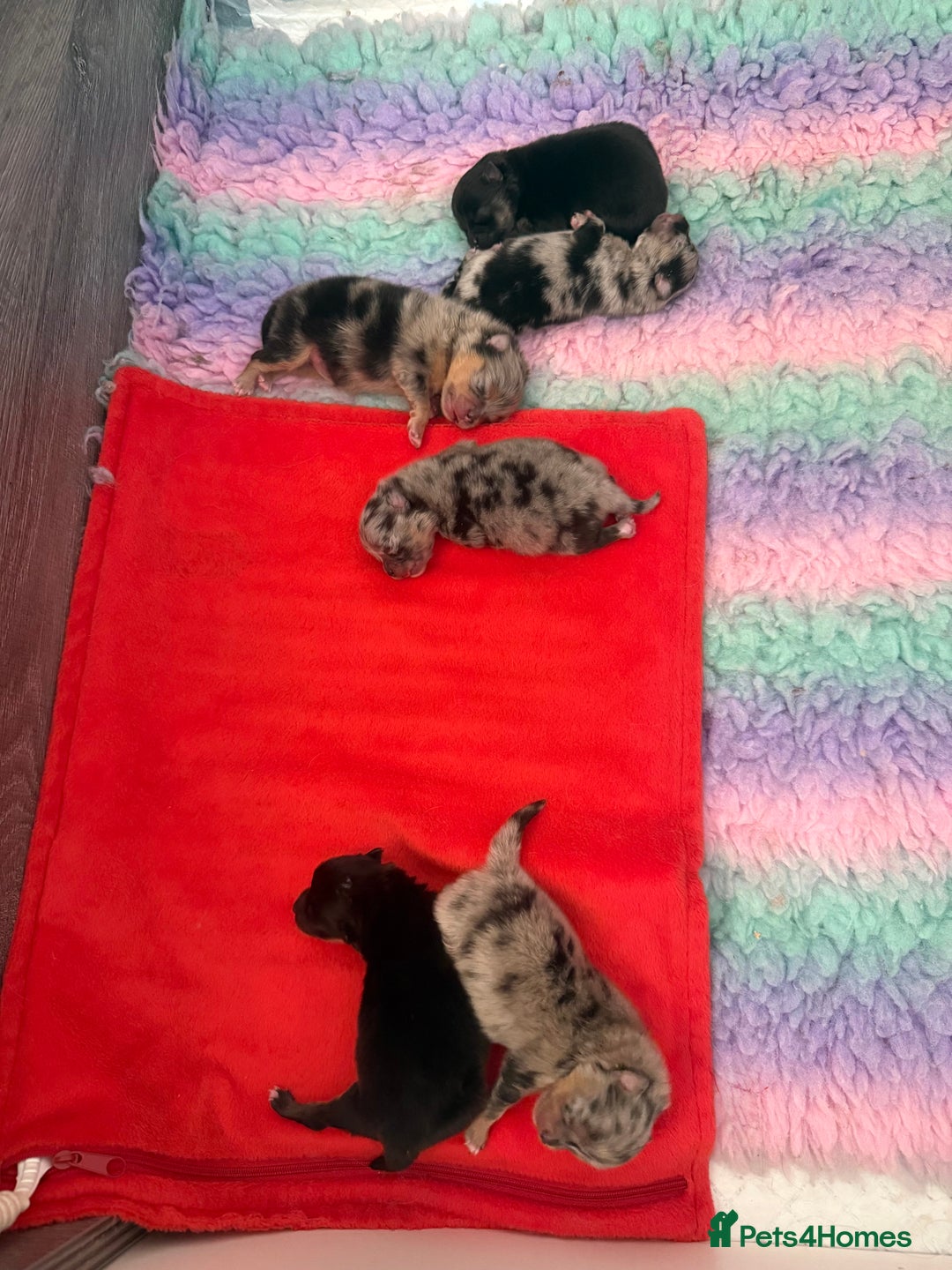 Pomeranian dogs for sale: Rare Beautiful Merle Pomeranians 💎 - Advert 9