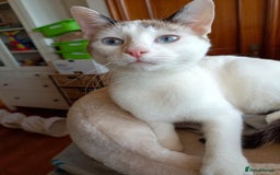 Siamese cats for adoption: Siamese cross and Tortoiseshell sisters - Image 21