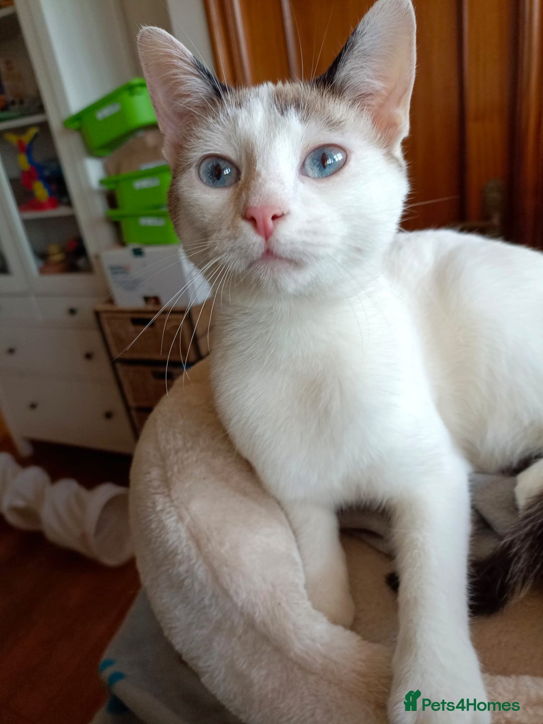 Siamese cats for adoption: Siamese cross and Tortoiseshell sisters - Image 21