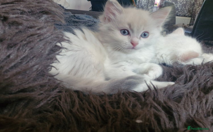 Ragdoll cats - Advert 12