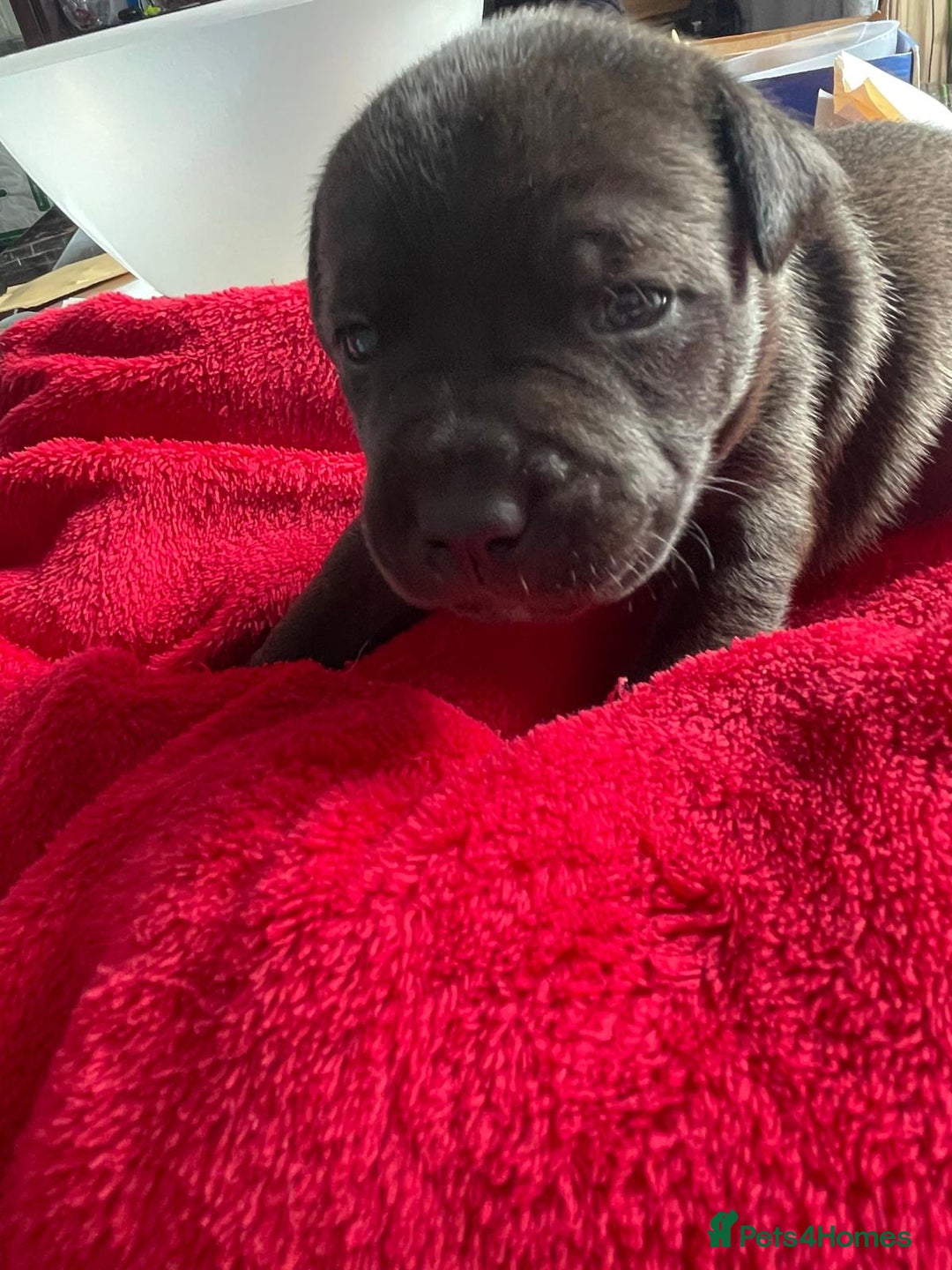 Staffordshire Bull Terrier dogs for sale: Mariusz  - Image 35