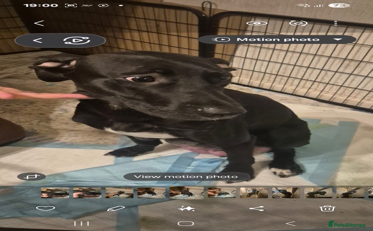 Mixed Breed dogs Staffy x malonios - Advert 1