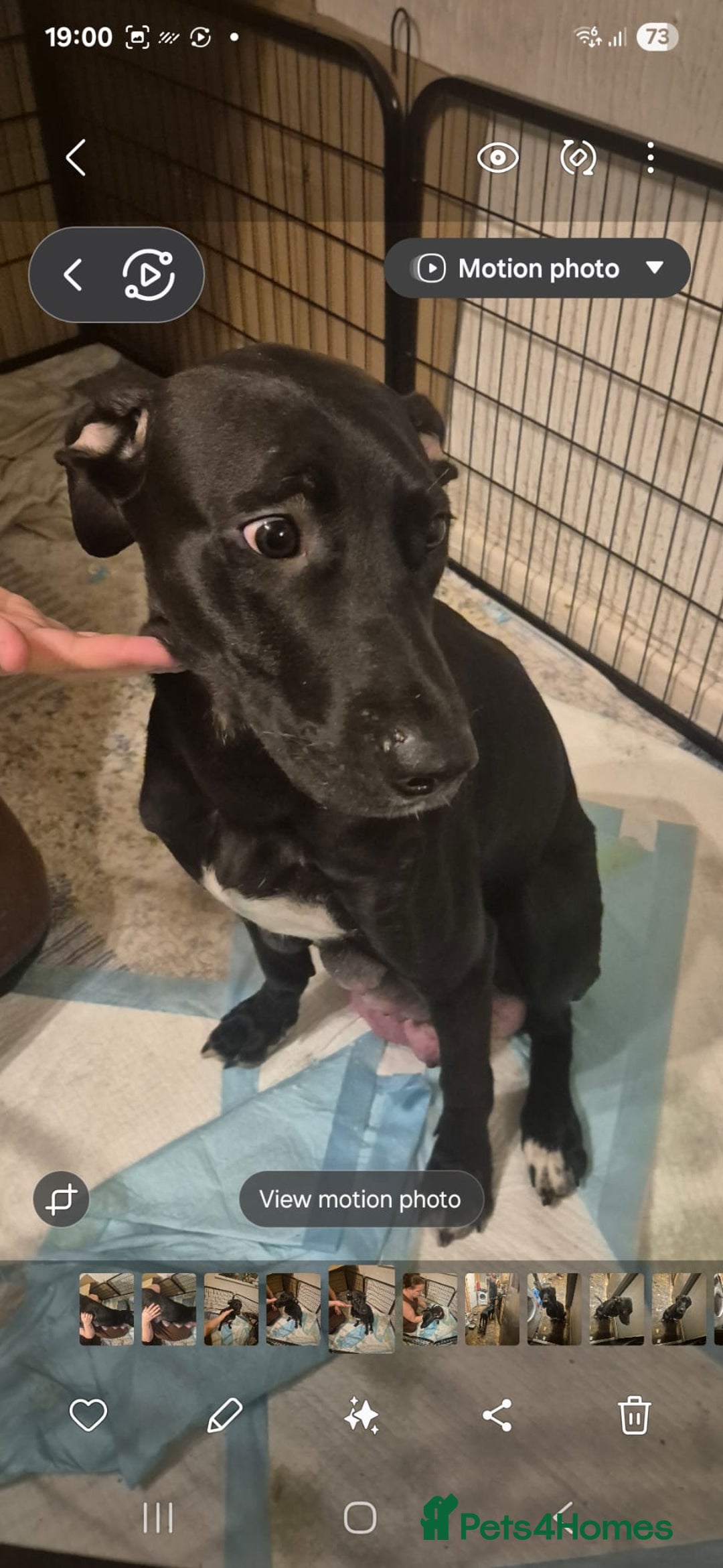 Mixed Breed dogs for sale: Staffy x malonios - Advert 1