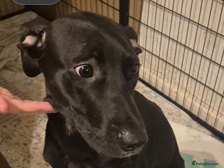 Mixed Breed dogs Staffy x malonios - Advert 1