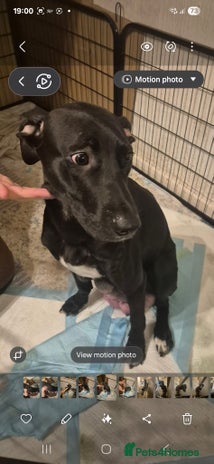 Mixed Breed dogs Staffy x malonios - Advert 1