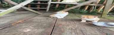 Mixed Breed Kitten 2