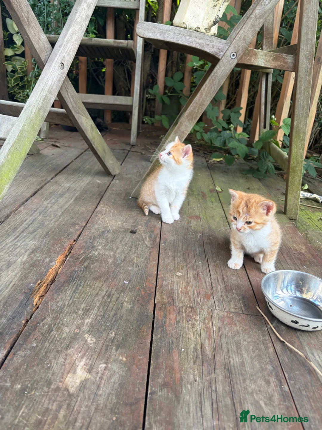 Mixed Breed cats for sale: Ginger kittens for sale male and female  - Advert 2
