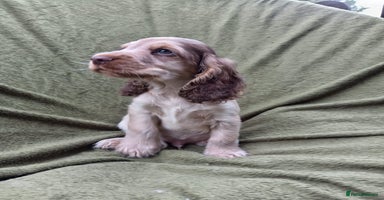 Cocker Spaniel dogs - Advert 8