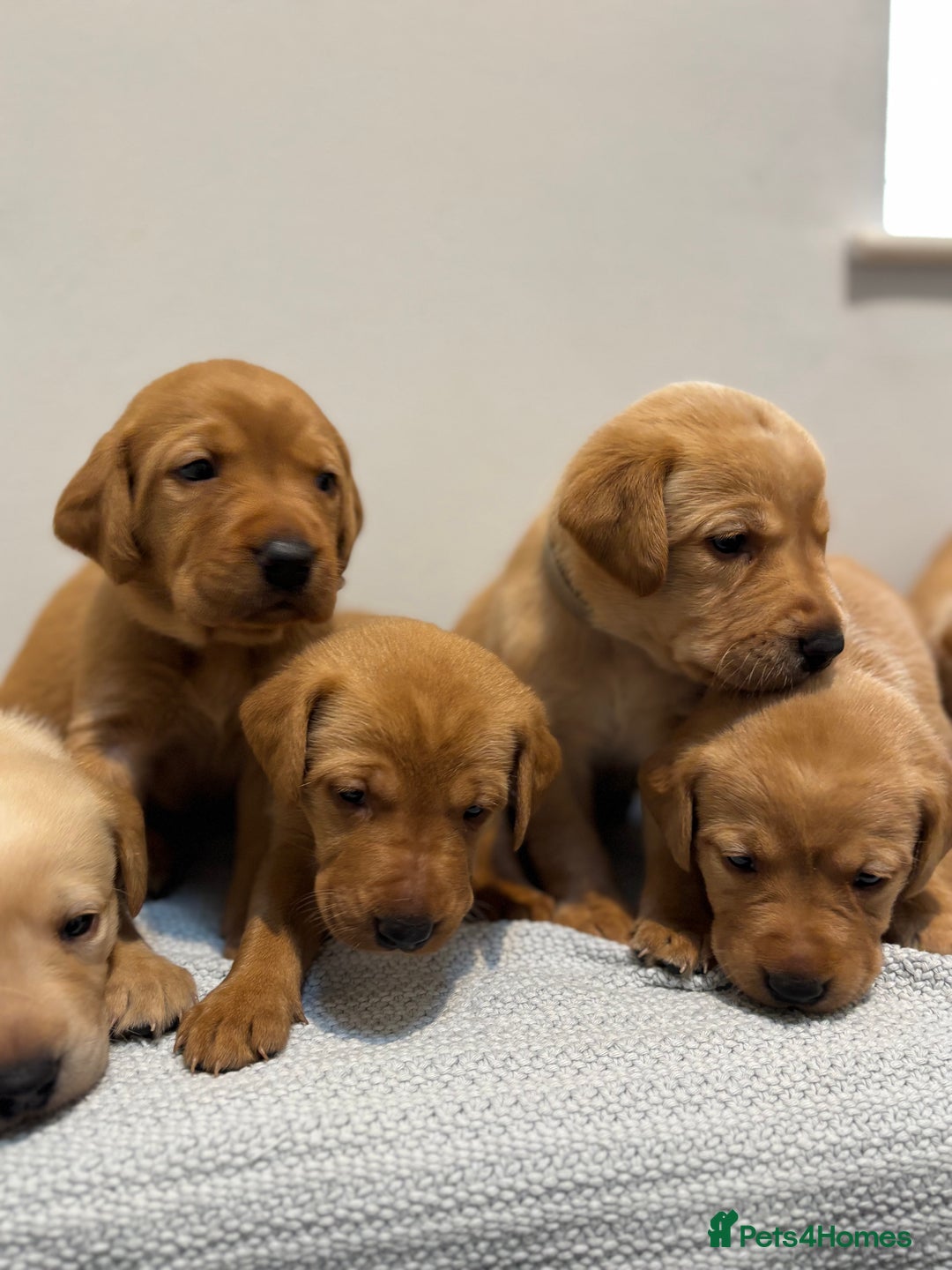 Labrador Retriever dogs for sale: Beautiful fox red puppies  - Image 6