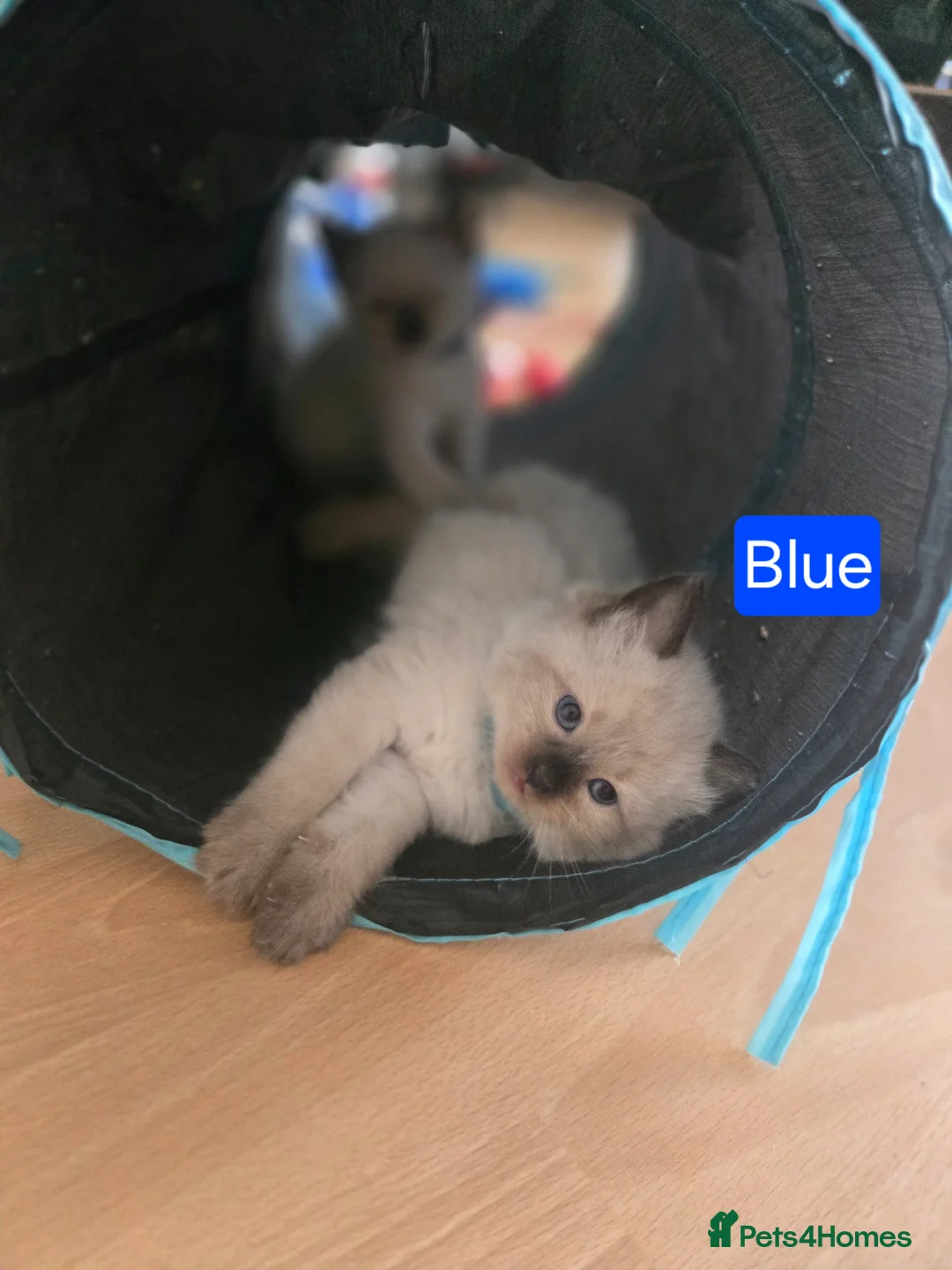 Ragdoll cats for sale: Ragamese ragdoll Siamese kittens  - Advert 2