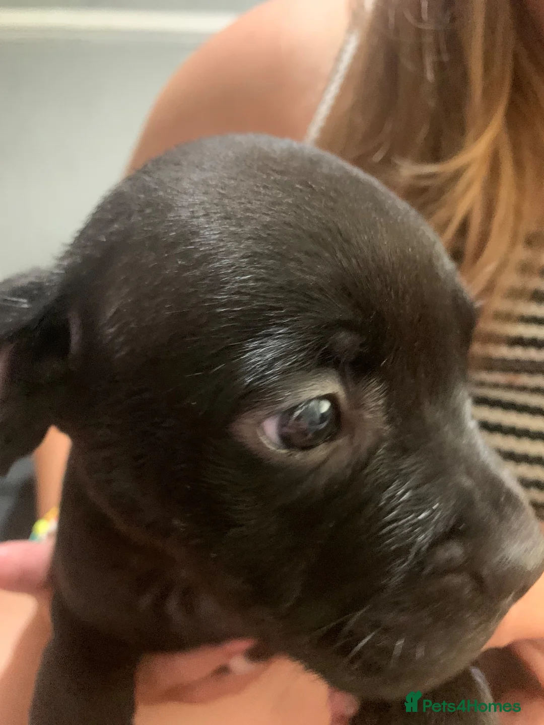 Mixed Breed dogs for sale: Stafford x French bulldog  - Advert 1