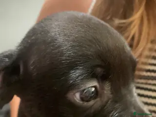 Mixed Breed dogs Stafford x French bulldog - Advert 4