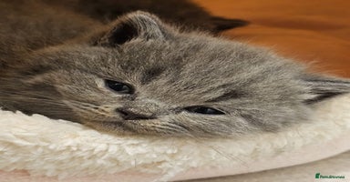 British Shorthair cats - Advert 7