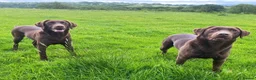 Labrador Retriever dogs for sale: Choc & Yellow Labs Waiting list open 202 DNA KC - Advert 6