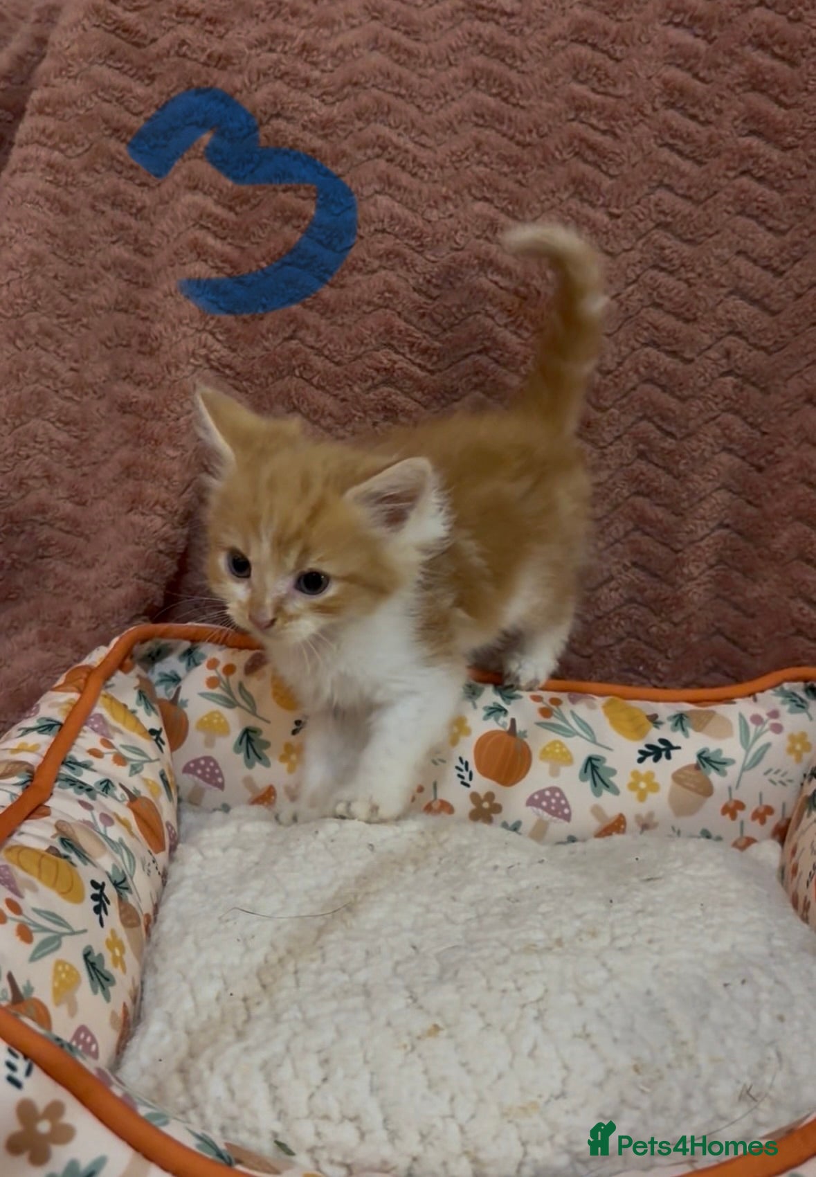 Mixed Breed cats for sale: 8 beautiful kittens ready for loving homes  - Advert 13