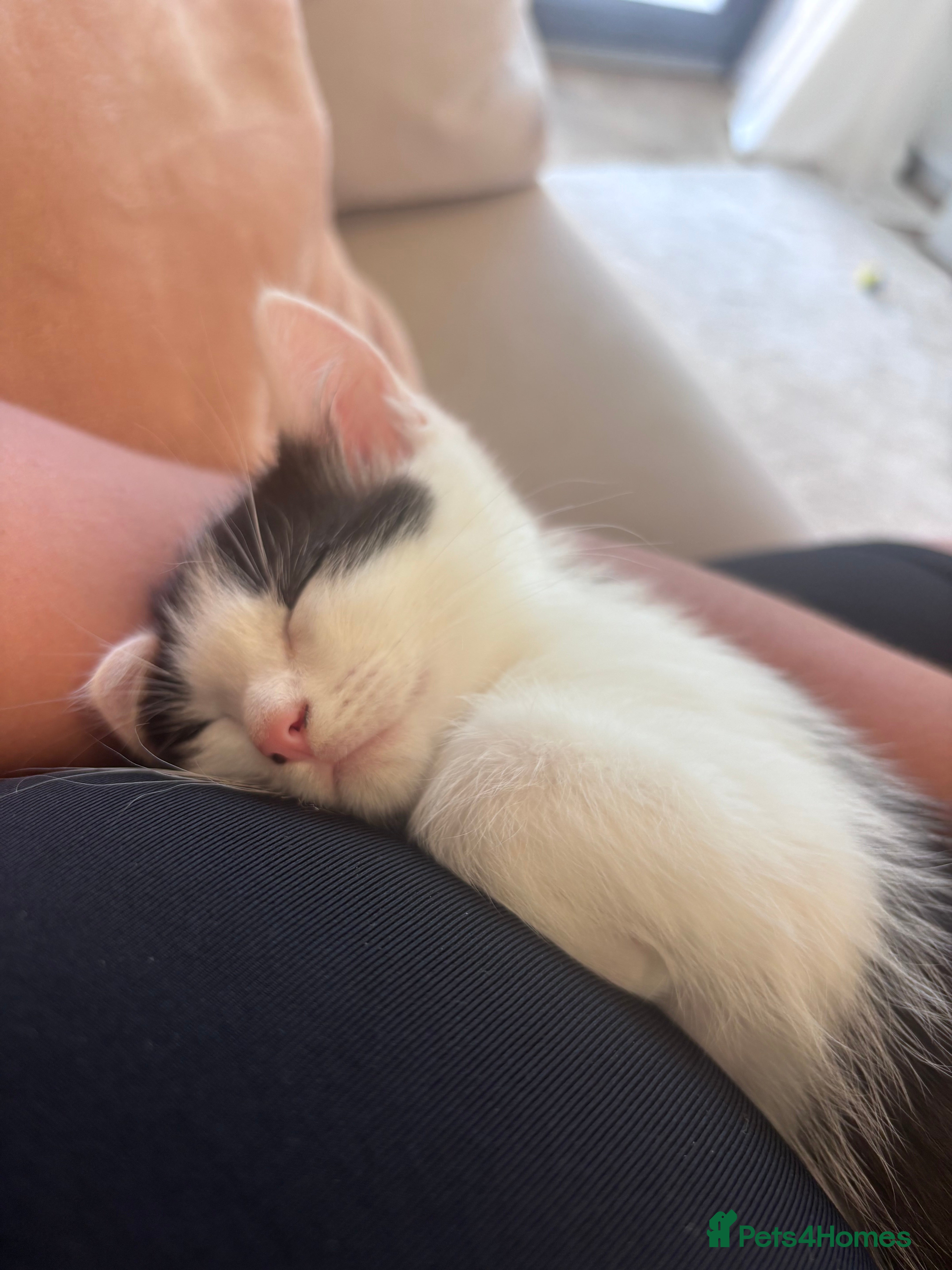 Mixed Breed cats for sale: Kittens for Sale  - Advert 12