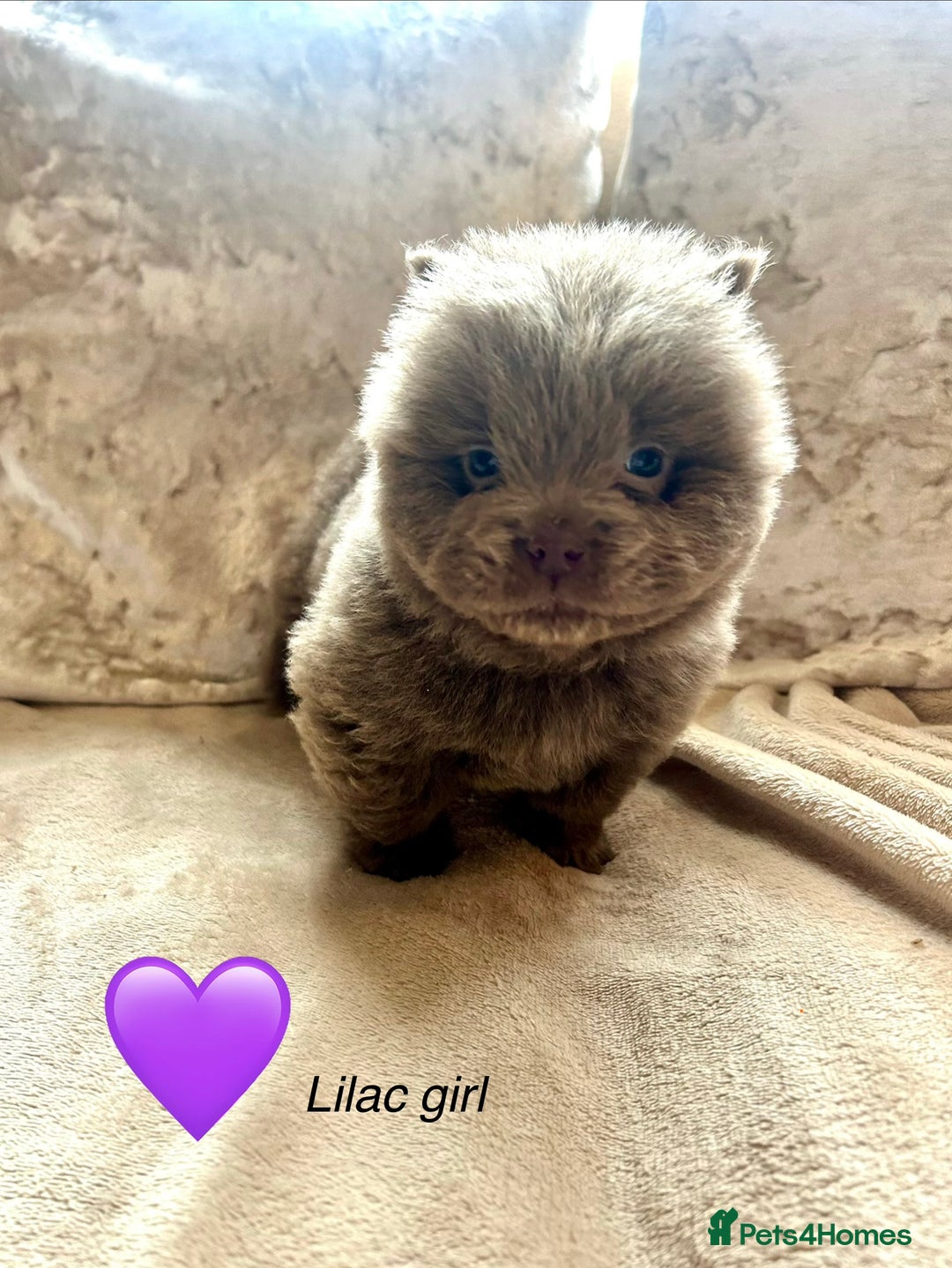 Chow Chow dogs for sale: Beautiful chow chow puppies 🥰 - Advert 4