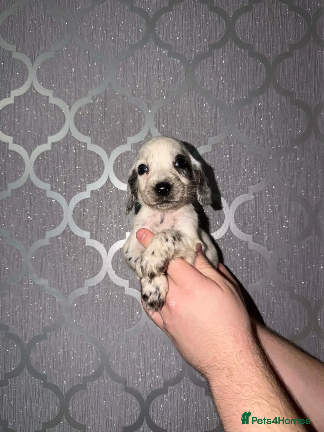 Cocker Spaniel dogs for sale: Beautiful cocker spaniel puppy’s for sale  - Advert 11