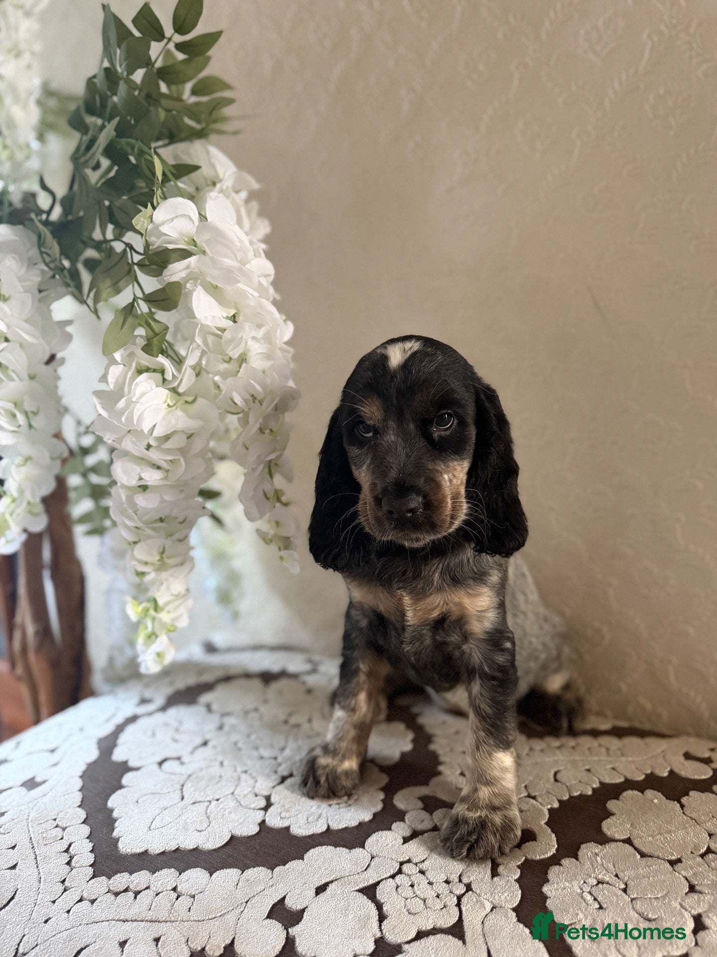 Cocker Spaniel dogs Fully vaccinated KC Show type READY NOW - Advert 1