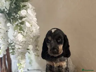 Cocker Spaniel dogs Fully vaccinated KC Show type READY NOW - Advert 1