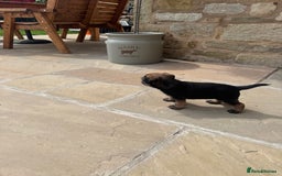 Border Terrier dogs for sale: Quality border terrier pups - Image 3