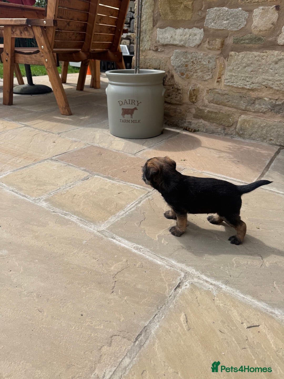 Border Terrier dogs for sale: Quality border terrier pups - Image 3