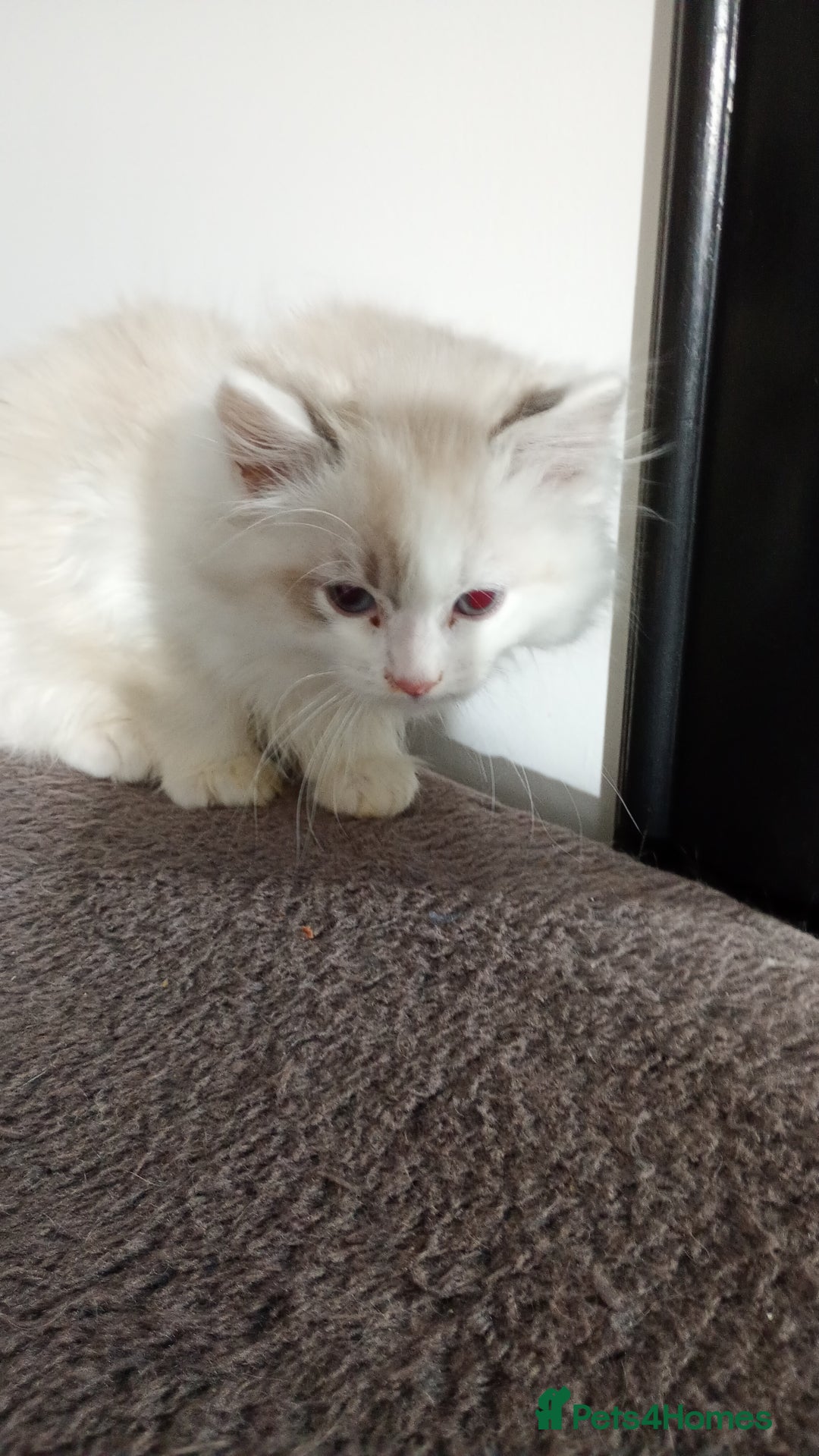 Ragdoll cats for sale: Beautiful full ragdoll kittens £695 - Advert 16