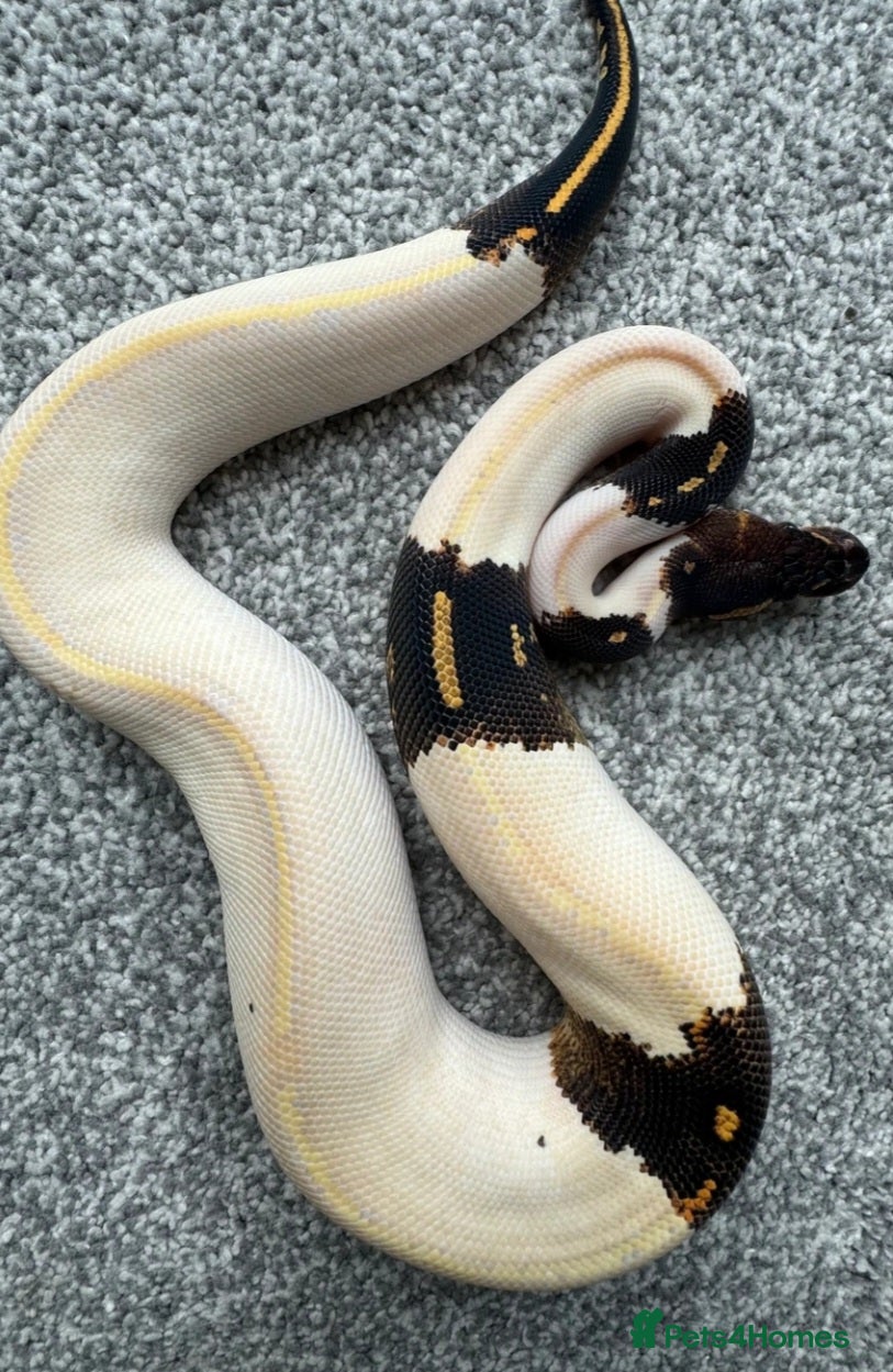 Python Snake reptiles Blackhead Ivory Paradox (super goblin) Ball Python - Advert 2