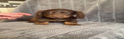 Miniature Dachshund dogs for sale: Long haired miniature dachshund puppies - Advert 3